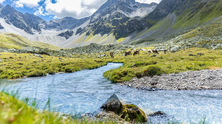 Platzertal | © DAV Blick in das grüne Platzertal im Sommer. Im Hintergrund grasen Kühe. | © DAV